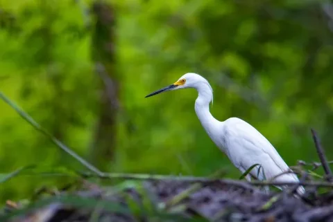 Una garza blanca mayor cazando en el palo verde