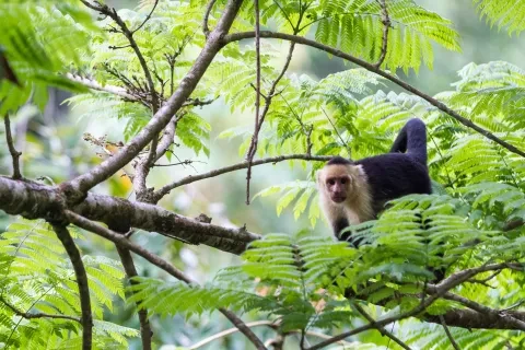 monos de cara blanca salvajes en los árboles de la selva del Pacífico Sur en Costa Rica