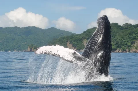 Una ballena saltando fuera del agua