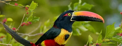 birdwatching-banner-top.jpg