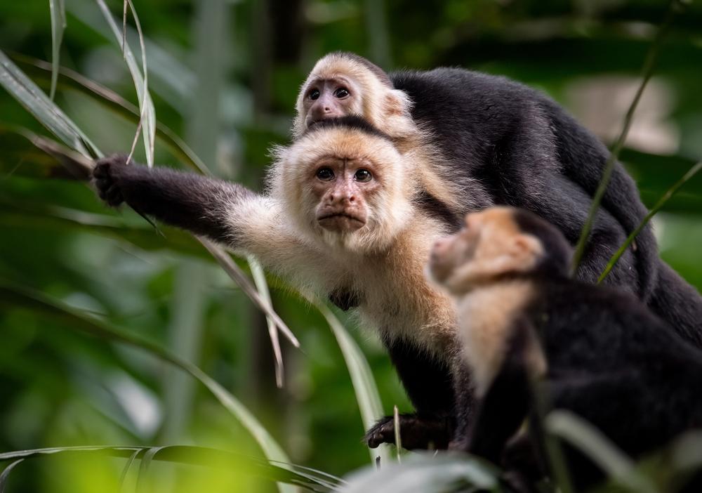 bebé mono a lomos de su madre