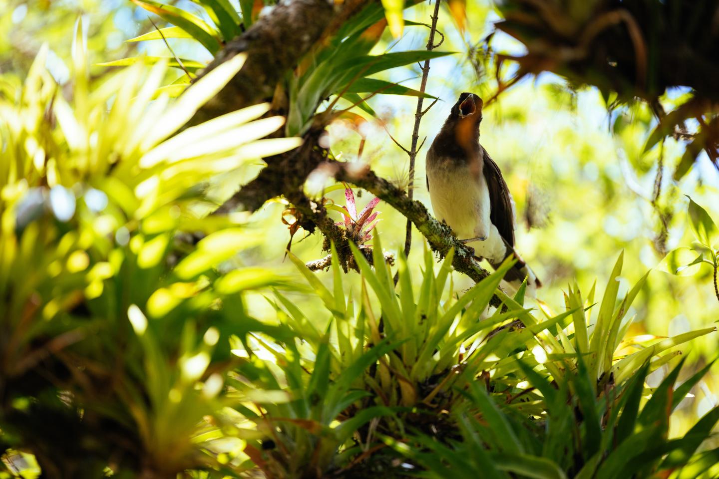 pájaro