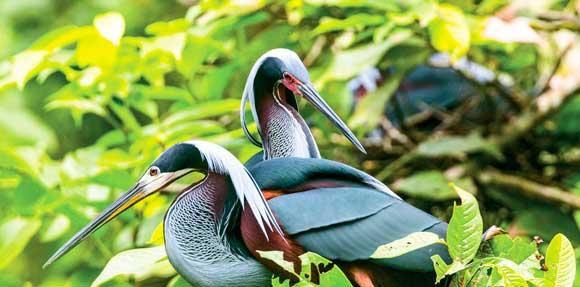 dos cisnes juntos