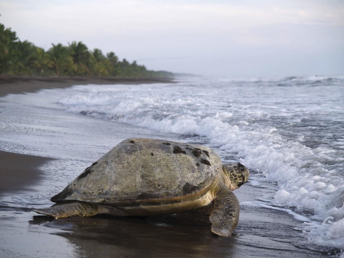 Una tortuga marina avanza lentamente por la arena oscura del Parque Nacional Tortuguero mientras las olas rompen a su lado y la costa, bordeada de palmeras, se extiende hasta el horizonte.