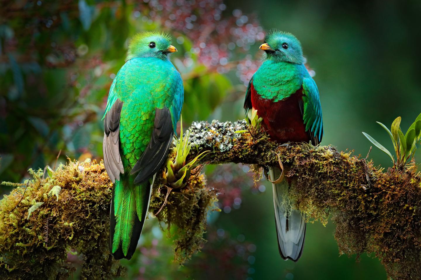 Dos quetzales resplandecientes se posan en una rama cubierta de musgo, rodeados por el suave follaje verde del bosque.