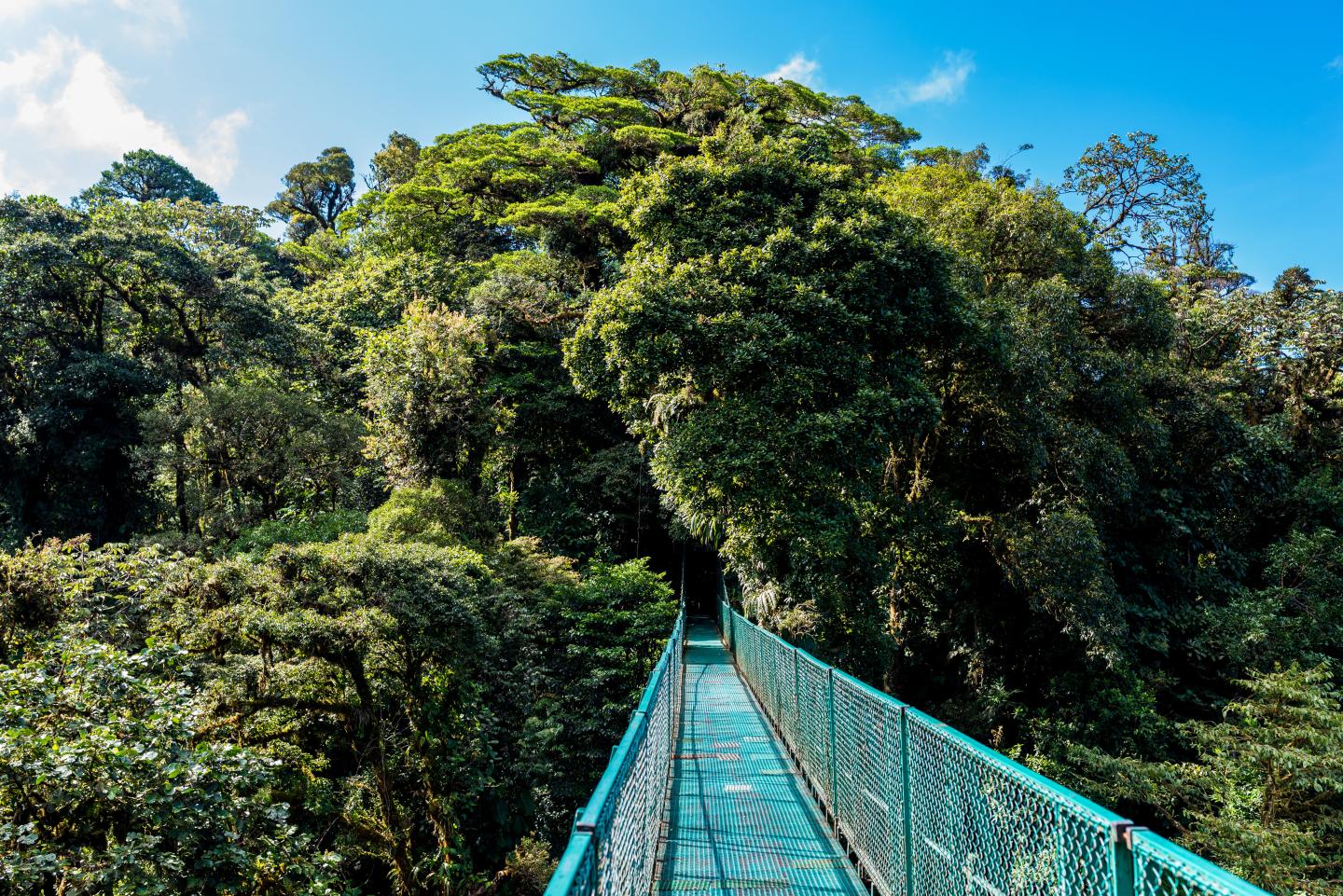 El puente colgante se extiende sobre un frondoso bosque nuboso bajo un cielo azul brillante.